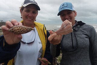 Dolphin, Birding and Shelling Tour