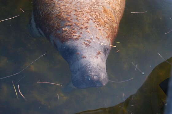 Everglades National Park Dolphin, Birding and Photography Expedition