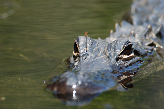 Private Photography and Birding Safari