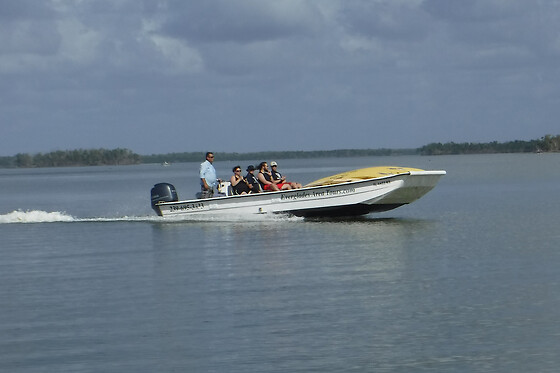 Everglades National Park Dolphin, Birding & Wildlife Tour