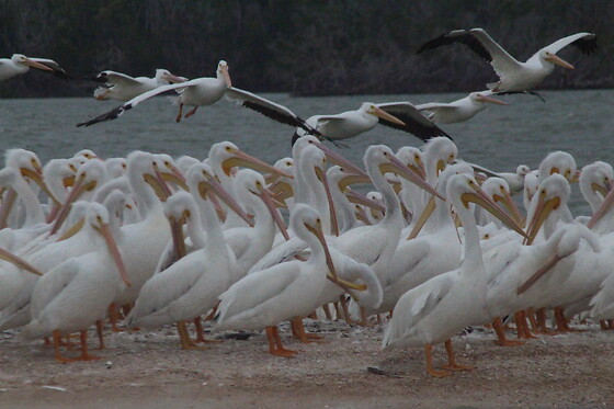 Private Photography and Birding Safari