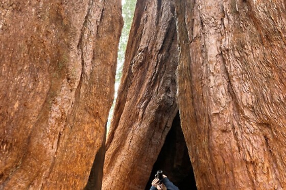 Semi Private Sequoia National Park Tour for 2 people