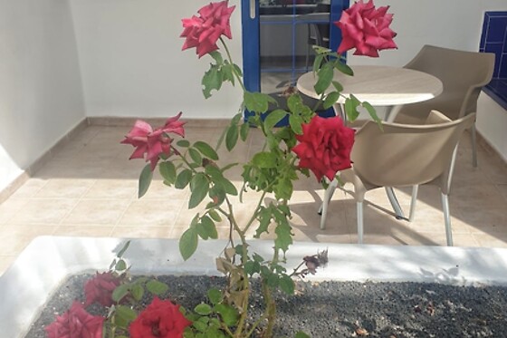Online Booking EPS - photo 1